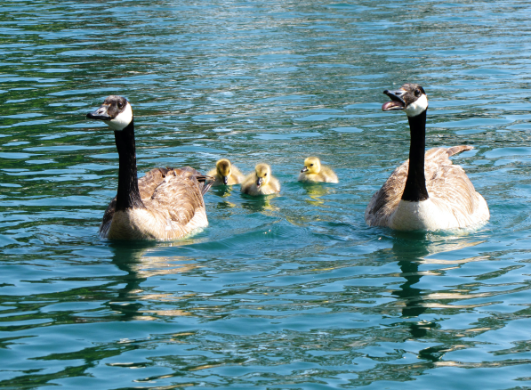 Candian Geese and Ducklings on Lincoln Lake